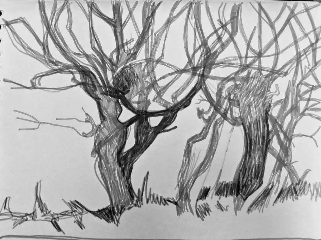 Drawing of winter hedgerow in black and white